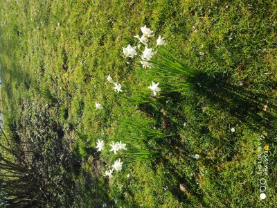 Single kamp-lintfort